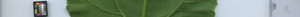 leafstrip