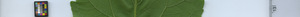 leafstrip