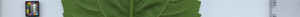 leafstrip