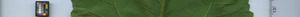 leafstrip
