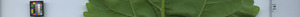 leafstrip