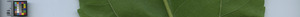 leafstrip