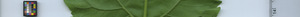 leafstrip