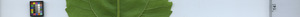 leafstrip