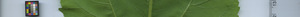 leafstrip