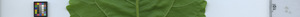 leafstrip