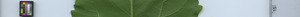 leafstrip