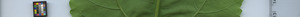 leafstrip