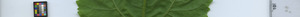 leafstrip