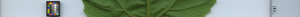 leafstrip