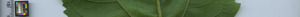 leafstrip