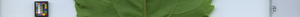 leafstrip