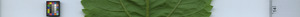 leafstrip