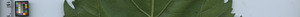 leafstrip