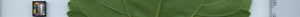 leafstrip