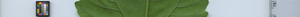 leafstrip