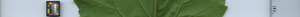 leafstrip