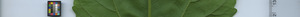 leafstrip