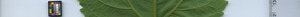 leafstrip