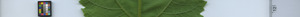 leafstrip