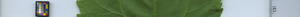 leafstrip