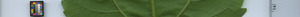 leafstrip