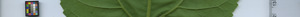 leafstrip