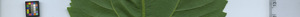 leafstrip