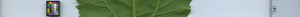 leafstrip