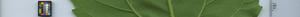 leafstrip