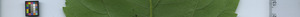 leafstrip