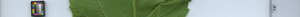 leafstrip