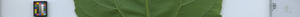leafstrip