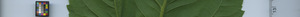 leafstrip