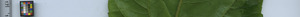 leafstrip
