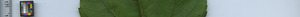leafstrip