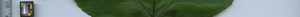 leafstrip
