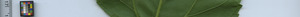 leafstrip