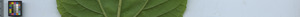 leafstrip