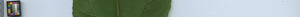 leafstrip