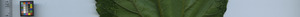 leafstrip