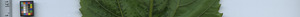 leafstrip