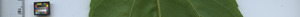 leafstrip