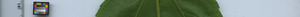 leafstrip