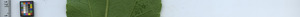 leafstrip