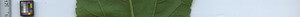 leafstrip