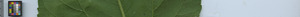 leafstrip