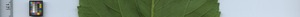 leafstrip