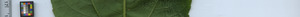 leafstrip