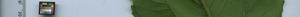 leafstrip